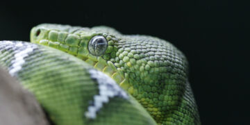 Los Selwos animan un año más a celebrar el Día Mundial de la Serpiente: esa gran aliada ecológica desconocida