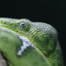 Los Selwos animan un año más a celebrar el Día Mundial de la Serpiente: esa gran aliada ecológica desconocida