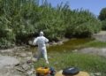 Mijas intensifica su plan de choque preventivo contra el mosquito que puede transmitir el virus del Nilo occidental