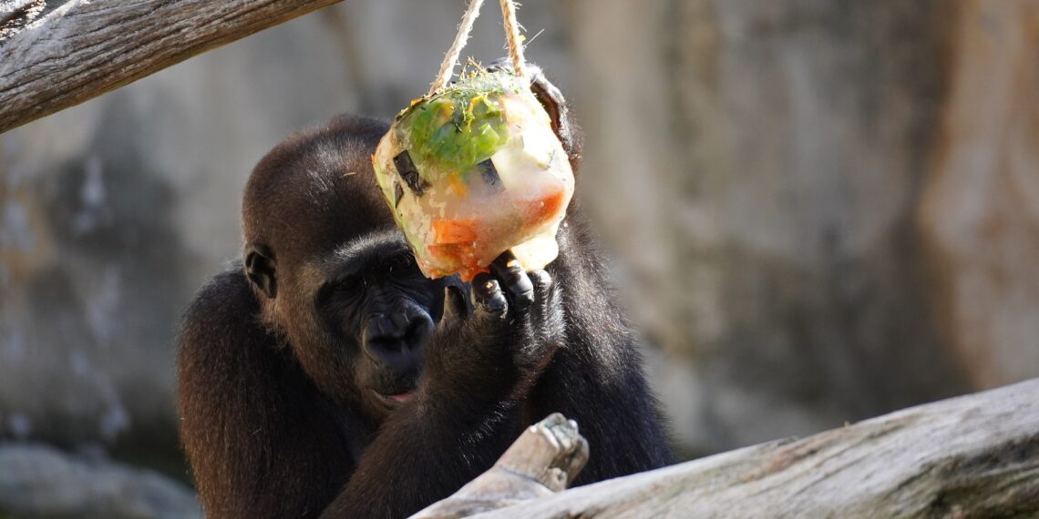 BIOPARC Fuengirola activa su protocolo especial frente al calor con helados personalizados para los animales durante la nueva ola de altas temperaturas
