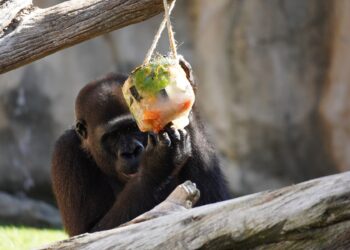 BIOPARC Fuengirola activa su protocolo especial frente al calor con helados personalizados para los animales durante la nueva ola de altas temperaturas