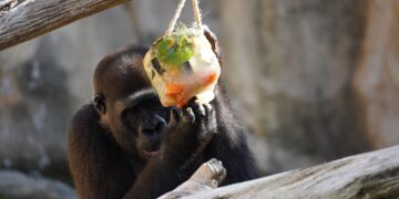 BIOPARC Fuengirola activa su protocolo especial frente al calor con helados personalizados para los animales durante la nueva ola de altas temperaturas