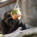 BIOPARC Fuengirola activa su protocolo especial frente al calor con helados personalizados para los animales durante la nueva ola de altas temperaturas
