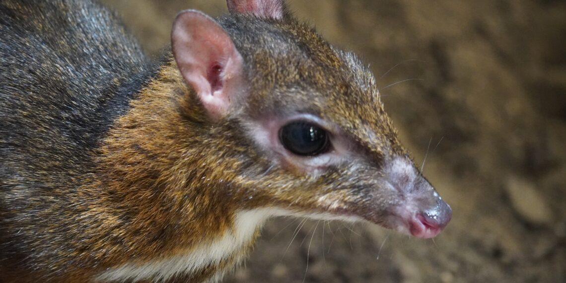 Llega a BIOPARC Fuengirola una nueva hembra de ciervo ratón, uno de los mamíferos más pequeños y enigmáticos del mundo