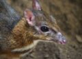 Llega a BIOPARC Fuengirola una nueva hembra de ciervo ratón, uno de los mamíferos más pequeños y enigmáticos del mundo