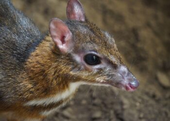 Llega a BIOPARC Fuengirola una nueva hembra de ciervo ratón, uno de los mamíferos más pequeños y enigmáticos del mundo