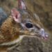 Llega a BIOPARC Fuengirola una nueva hembra de ciervo ratón, uno de los mamíferos más pequeños y enigmáticos del mundo