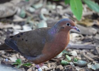 BIOPARC Fuengirola incorpora una de las aves más extraordinarias del planeta