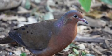 BIOPARC Fuengirola incorpora una de las aves más extraordinarias del planeta