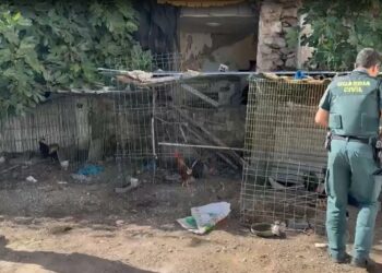Intervenidos 26 gallos de pelea que se encontraban en malas condiciones