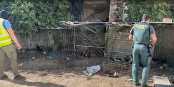 Intervenidos 26 gallos de pelea que se encontraban en malas condiciones
