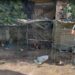 Intervenidos 26 gallos de pelea que se encontraban en malas condiciones