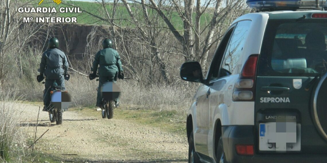 Detenidos por robar polluelos de azor y gavilán de nidos en entornos forestales para comercio ilícito