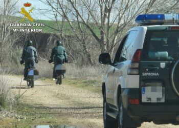 Detenidos por robar polluelos de azor y gavilán de nidos en entornos forestales para comercio ilícito
