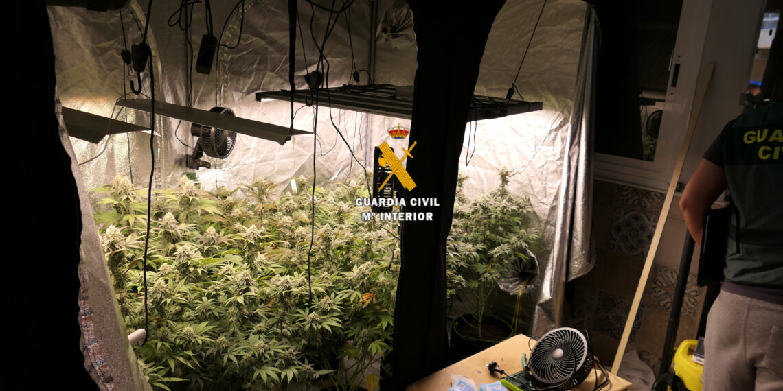 La Guardia Civil desmantela un laboratorio clandestino de cannabis en Torrox