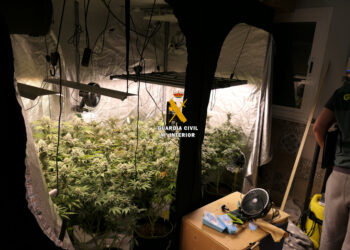 La Guardia Civil desmantela un laboratorio clandestino de cannabis en Torrox
