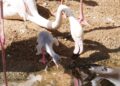 BIOPARC Fuengirola da la bienvenida a los primeros cinco polluelos de flamenco de la temporada
