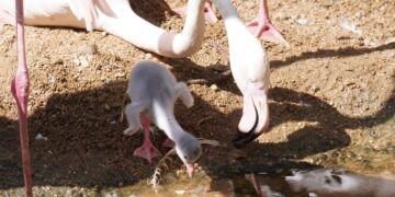 BIOPARC Fuengirola da la bienvenida a los primeros cinco polluelos de flamenco de la temporada