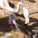 BIOPARC Fuengirola da la bienvenida a los primeros cinco polluelos de flamenco de la temporada