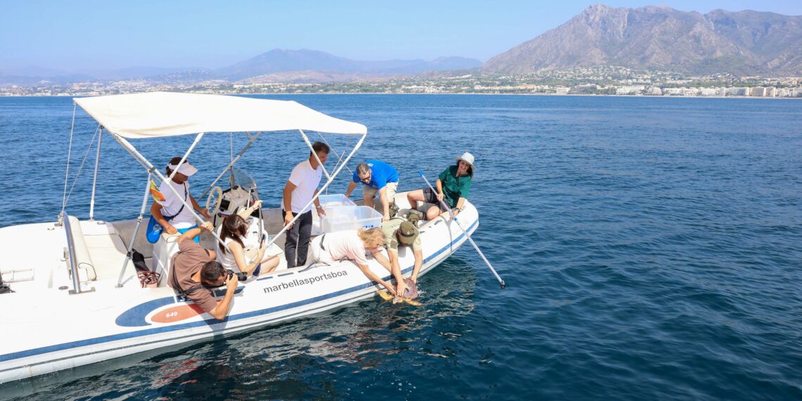 Marbella participa en la suelta al mar de dos tortugas bobas tras completar su recuperación