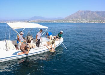 Marbella participa en la suelta al mar de dos tortugas bobas tras completar su recuperación