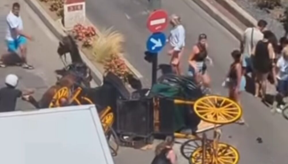 Susto con un coche de caballos en Fuengirola: hay dos conductoras heridas