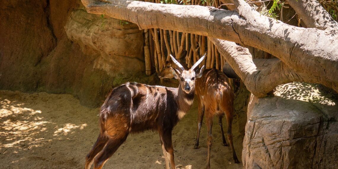 Los BIOPARC analizarán el comportamiento de los animales durante el eclipse solar en su compromiso con el conocimiento de la naturaleza