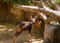 Los BIOPARC analizarán el comportamiento de los animales durante el eclipse solar en su compromiso con el conocimiento de la naturaleza