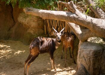 Los BIOPARC analizarán el comportamiento de los animales durante el eclipse solar en su compromiso con el conocimiento de la naturaleza