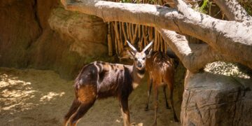 Los BIOPARC analizarán el comportamiento de los animales durante el eclipse solar en su compromiso con el conocimiento de la naturaleza