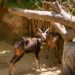Los BIOPARC analizarán el comportamiento de los animales durante el eclipse solar en su compromiso con el conocimiento de la naturaleza
