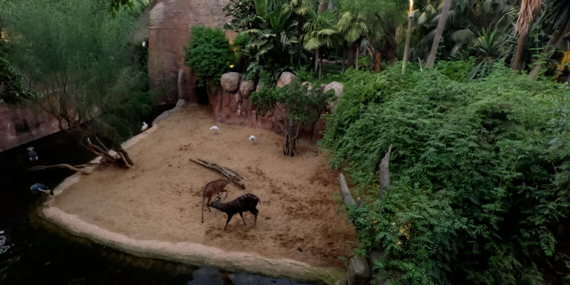 Intentos de cópula, reagrupamientos y “a dormir”, así influyó el eclipse en los animales de los BIOPARC