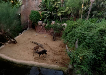 Intentos de cópula, reagrupamientos y “a dormir”, así influyó el eclipse en los animales de los BIOPARC