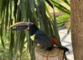 Tres tucanetas nacidas en BIOPARC Fuengirola comienzan a explorar su entorno tras completar su desarrollo en el interior del nido