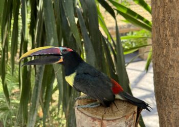 Tres tucanetas nacidas en BIOPARC Fuengirola comienzan a explorar su entorno tras completar su desarrollo en el interior del nido