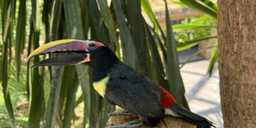 Tres tucanetas nacidas en BIOPARC Fuengirola comienzan a explorar su entorno tras completar su desarrollo en el interior del nido