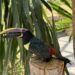 Tres tucanetas nacidas en BIOPARC Fuengirola comienzan a explorar su entorno tras completar su desarrollo en el interior del nido