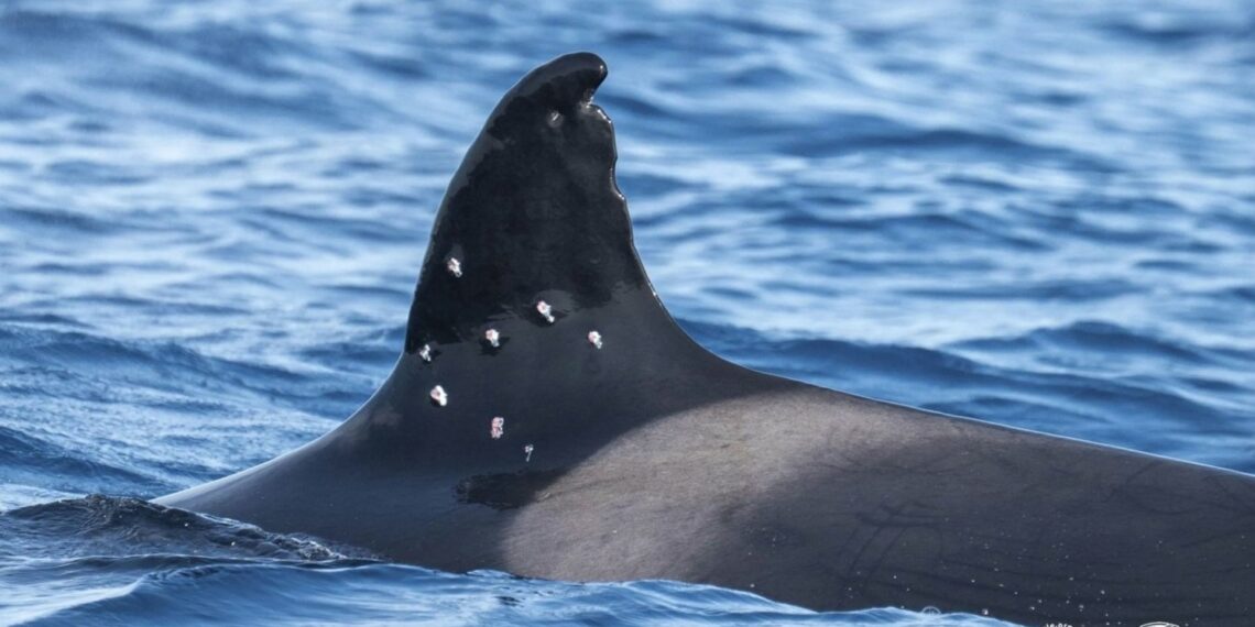 Investigan la aparición de una orca en el Estrecho de Gibraltar con marcas de posibles disparos