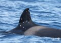 Investigan la aparición de una orca en el Estrecho de Gibraltar con marcas de posibles disparos