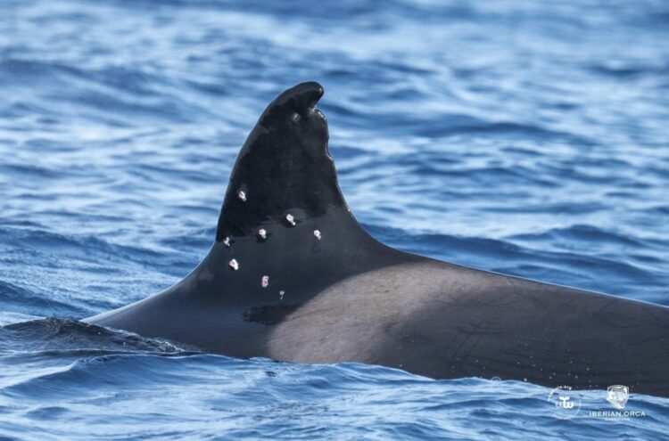 Imagen: @wewhale_org