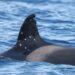 Investigan la aparición de una orca en el Estrecho de Gibraltar con marcas de posibles disparos