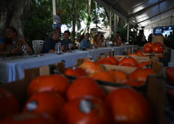 La Diputación impulsa un año más la tradicional subasta del tomate Huevo de Toro en Coín