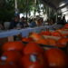 La Diputación impulsa un año más la tradicional subasta del tomate Huevo de Toro en Coín