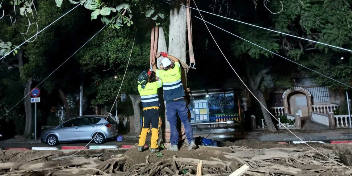 La Prolongación del Metro de Málaga culmina el trasplante del ficus singular en su nueva ubicación