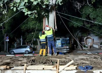 La Prolongación del Metro de Málaga culmina el trasplante del ficus singular en su nueva ubicación