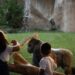 BIOPARC Fuengirola abre sus puertas al nuevo curso y convierte la naturaleza en el aula de miles de escolares