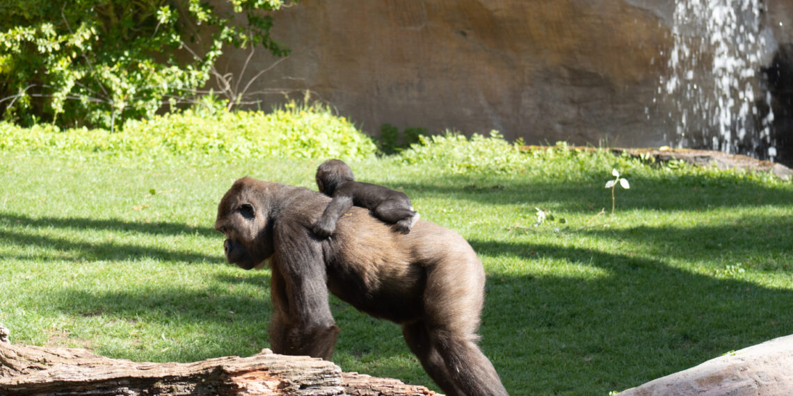 BIOPARC celebra el Día Mundial del Gorila poniendo en valor el conocimiento, el bienestar y la conservación de esta especie