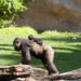 BIOPARC celebra el Día Mundial del Gorila poniendo en valor el conocimiento, el bienestar y la conservación de esta especie