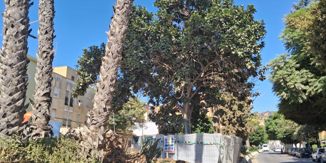 Las obras del Metro de Málaga afrontan el trasplante de un ficus singular en avenida Arroyo de los Ángeles