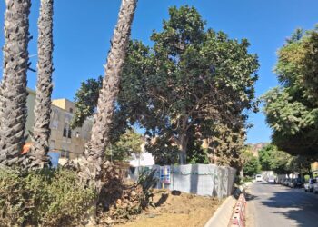 Las obras del Metro de Málaga afrontan el trasplante de un ficus singular en avenida Arroyo de los Ángeles